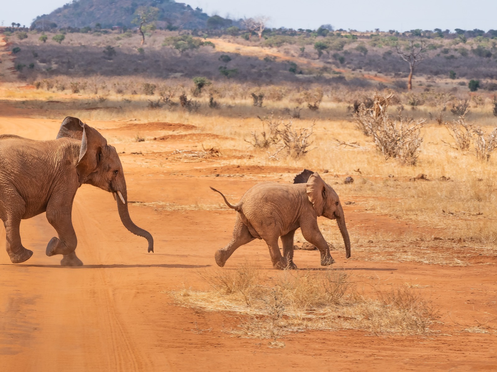 africa